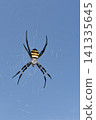 Spiderweb, large spider, golden orb-weaver spider 141335645