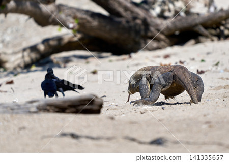 Komodo dragon Komodo dragon 141335657
