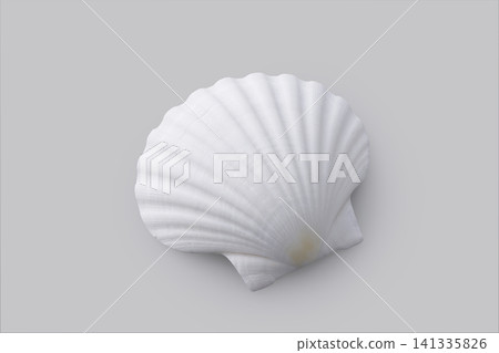白色扇貝殼置於灰色背景上 白色扇貝殼置於灰色背景上 141335826