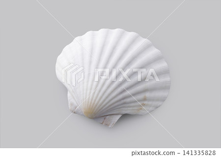 White scallop shells placed against a gray background White scallop shells placed against a gray background 141335828