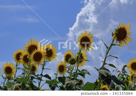 Flower of the sun Flower of the sun 141335864