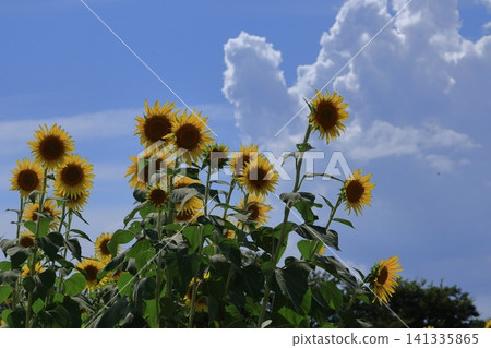Flower of the sun Flower of the sun 141335865