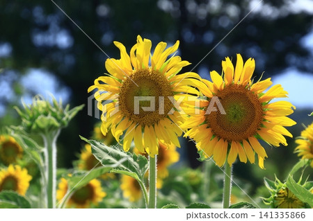 太陽之花 141335866