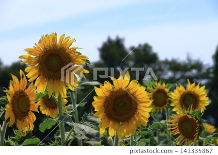 Flower of the sun Flower of the sun 141335867