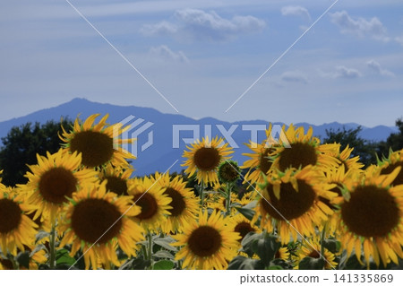 Flower of the sun Flower of the sun 141335869
