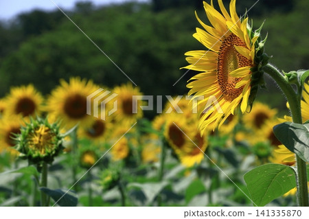 Flower of the sun Flower of the sun 141335870