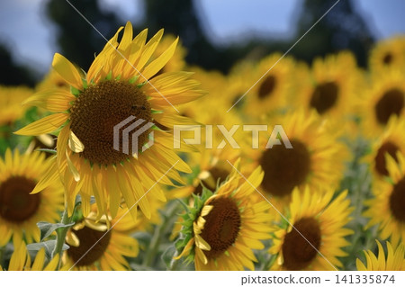 Flower of the sun Flower of the sun 141335874