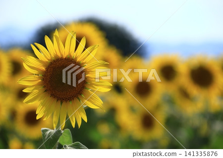 太陽之花 太陽之花 141335876