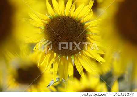 Flower of the sun Flower of the sun 141335877