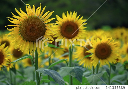 太陽之花 太陽之花 141335889