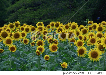 Flower of the sun Flower of the sun 141335890