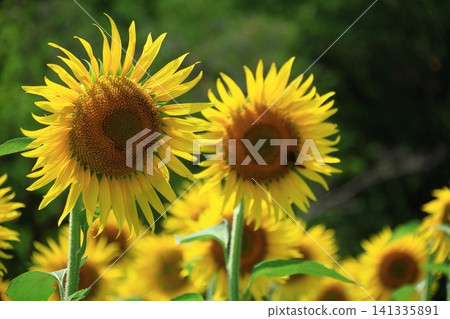 太陽之花 141335891