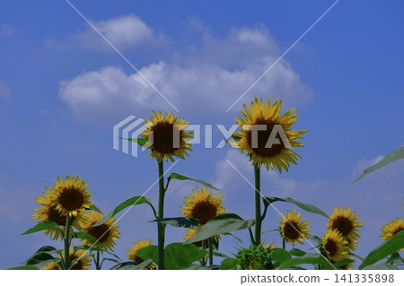 Flower of the sun Flower of the sun 141335898