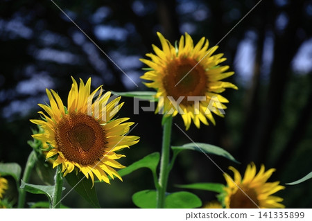 Flower of the sun Flower of the sun 141335899