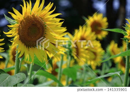 Flower of the sun Flower of the sun 141335901
