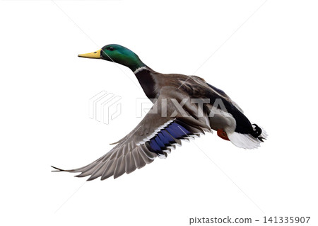 flying mallard isolated on white background flying mallard isolated on white background 141335907