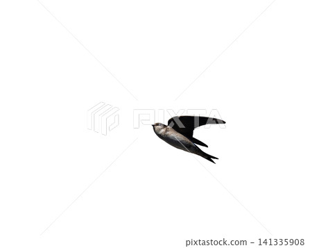 Flying swift isolated on white background Flying swift isolated on white background 141335908