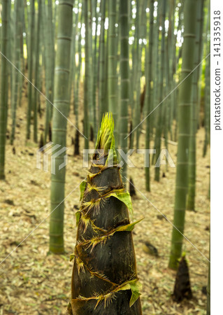 Bamboo shoots of Maengjong Bamboo Forest 141335918