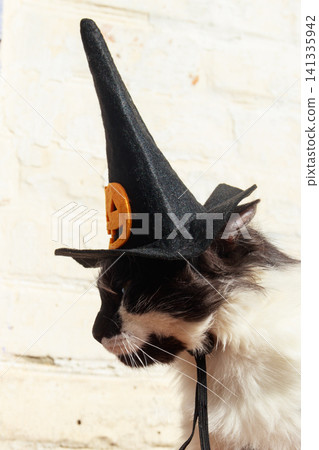 Beautiful cat wearing witch hat for halloween 141335942