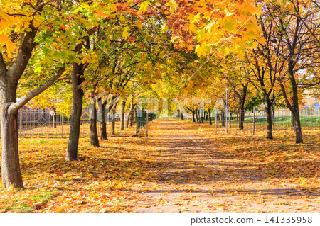 Alley with yellow maple trees in a city park at autumn Alley with yellow maple trees in a city park at autumn 141335958