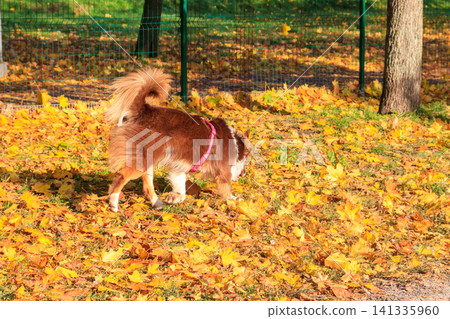 Australian shepherd walking in autumn park Australian shepherd walking in autumn park 141335960