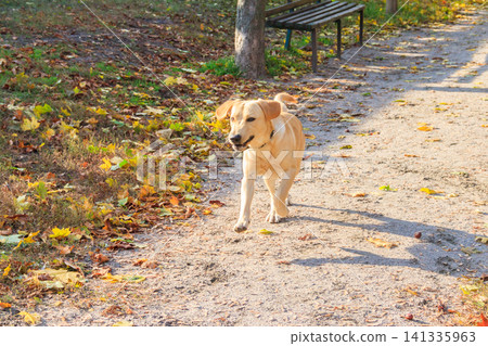 Young labrador retriever dog running in autumn park Young labrador retriever dog running in autumn park 141335963
