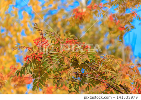 Red rowan berries on the rowan tree branches at autumn Red rowan berries on the rowan tree branches at autumn 141335979