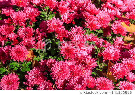 Background of the beautiful purple chrysanthemum flowers Background of the beautiful purple chrysanthemum flowers 141335996