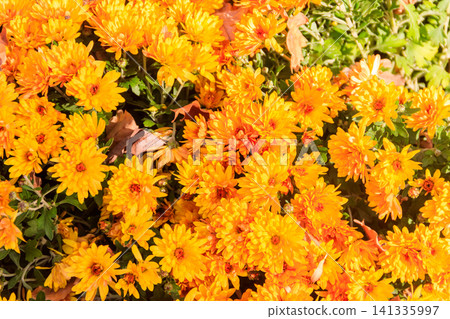 Background of the beautiful yellow chrysanthemum flowers Background of the beautiful yellow chrysanthemum flowers 141335997