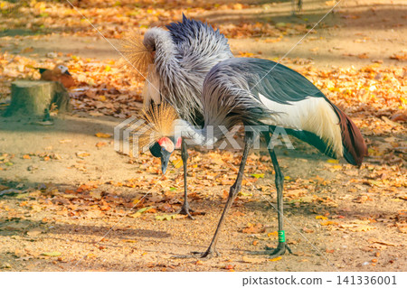 Pair of grey crowned cranes (Balearica Regulorum) at autumn Pair of grey crowned cranes (Balearica Regulorum) at autumn 141336001