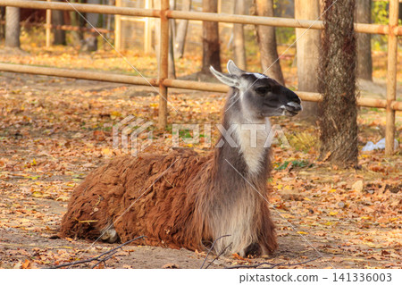 The guanaco (Lama guanicoe) lies in autumn fallen leaves The guanaco (Lama guanicoe) lies in autumn fallen leaves 141336003