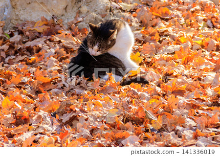 Cat on fallen autumn leaves in the park Cat on fallen autumn leaves in the park 141336019