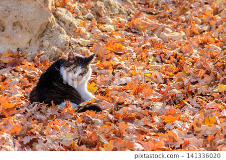 Cat on fallen autumn leaves in the park 141336020