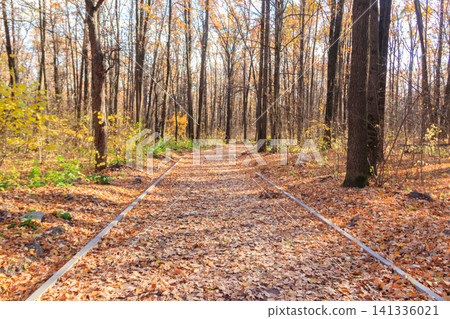 Empty alley covered by fallen oak leaves in autumn park Empty alley covered by fallen oak leaves in autumn park 141336021
