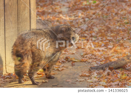 Common raccoon dog (Nyctereutes procyonoides), also called the Chinese or Asian raccoon dog Common raccoon dog (Nyctereutes procyonoides), also called the Chinese or Asian raccoon dog 141336025