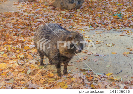Common raccoon dog (Nyctereutes procyonoides), also called the Chinese or Asian raccoon dog Common raccoon dog (Nyctereutes procyonoides), also called the Chinese or Asian raccoon dog 141336026