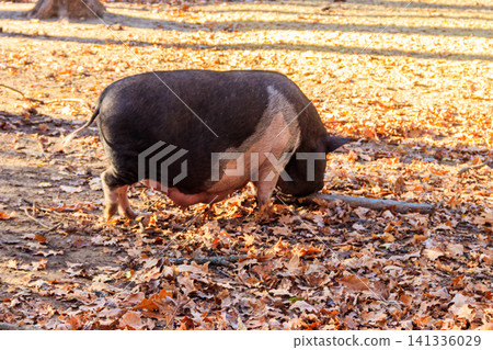 Big pig walking on the farmyard Big pig walking on the farmyard 141336029