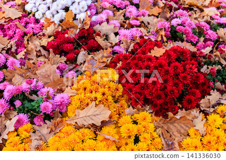 Background of the beautiful colorful chrysanthemum flowers Background of the beautiful colorful chrysanthemum flowers 141336030