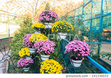 Colorful chrysanthemums flowers in pots in a park 141336033