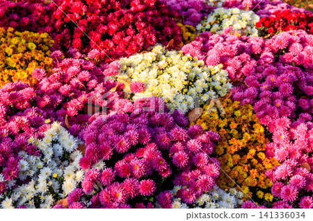 Background of the beautiful colorful chrysanthemum flowers Background of the beautiful colorful chrysanthemum flowers 141336034