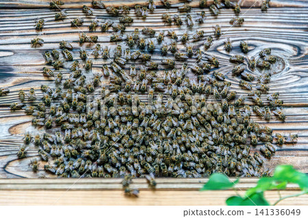 Japanese honeybees swarming in front of the beehive Japanese honeybees swarming in front of the beehive 141336049