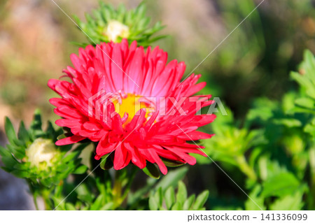 Beautiful aster on flower bed in the garden 141336099