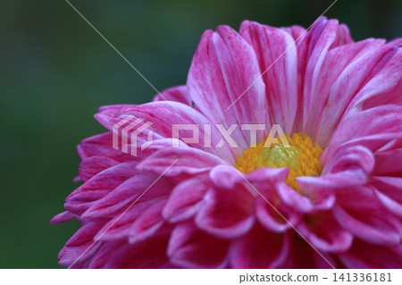 Colorful large flower Colorful large flower 141336181