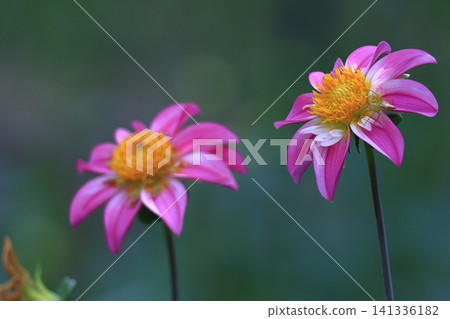 Colorful large flower 141336182