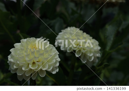 Colorful large flower Colorful large flower 141336199
