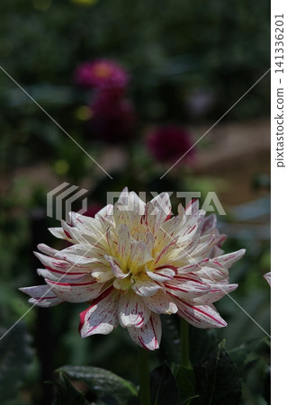 Colorful large flower Colorful large flower 141336201