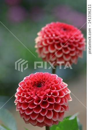 Colorful large flower Colorful large flower 141336211