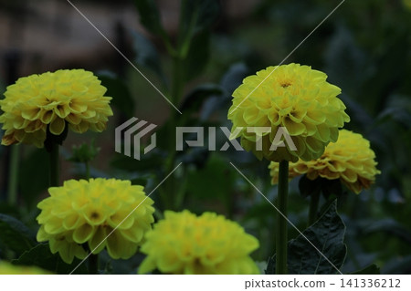 Colorful large flower Colorful large flower 141336212