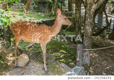 Deer in the grounds of Kasuga Taisha Shrine, Nara City Deer in the grounds of Kasuga Taisha Shrine, Nara City 141336243
