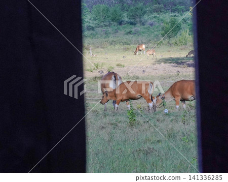 Wide view of the natural savanna ecosystem in Sadengan, a protected habitat for Javan banteng ,deer. and other animals Wide view of the natural savanna ecosystem in Sadengan, a protected habitat for Javan banteng ,deer. and other animals 141336285